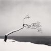 Kussharo Lake Tree, Study 3, Kotan, Hokkaido, Japan. 2005