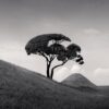 Tree and Mountain, Kumamoto, Kyushu, Japan. 2002