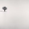 Biwa Lake Tree, Study 2, Omi, Honshu, Japan. 2002