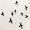 Nine Birds, Taisha Shrine, Honshu, Japan. 2001